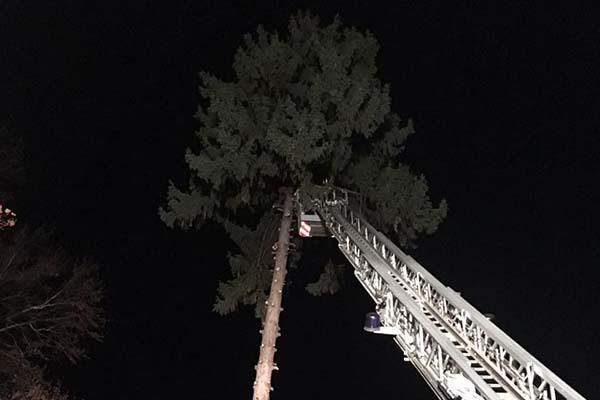 Pianta pericolante a ridosso di una scuola: intervento dei Vigili del fuoco