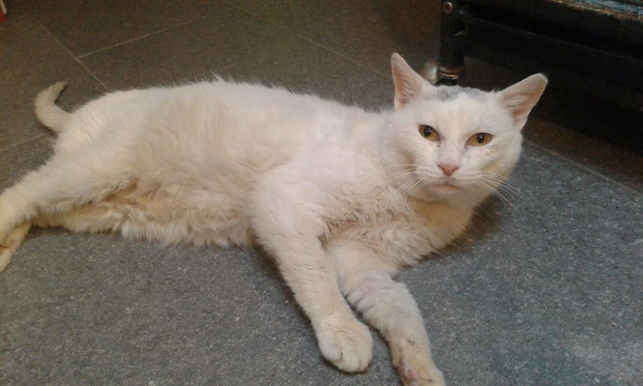 Gatto Claudio: ha bisogno di cure e una famiglia