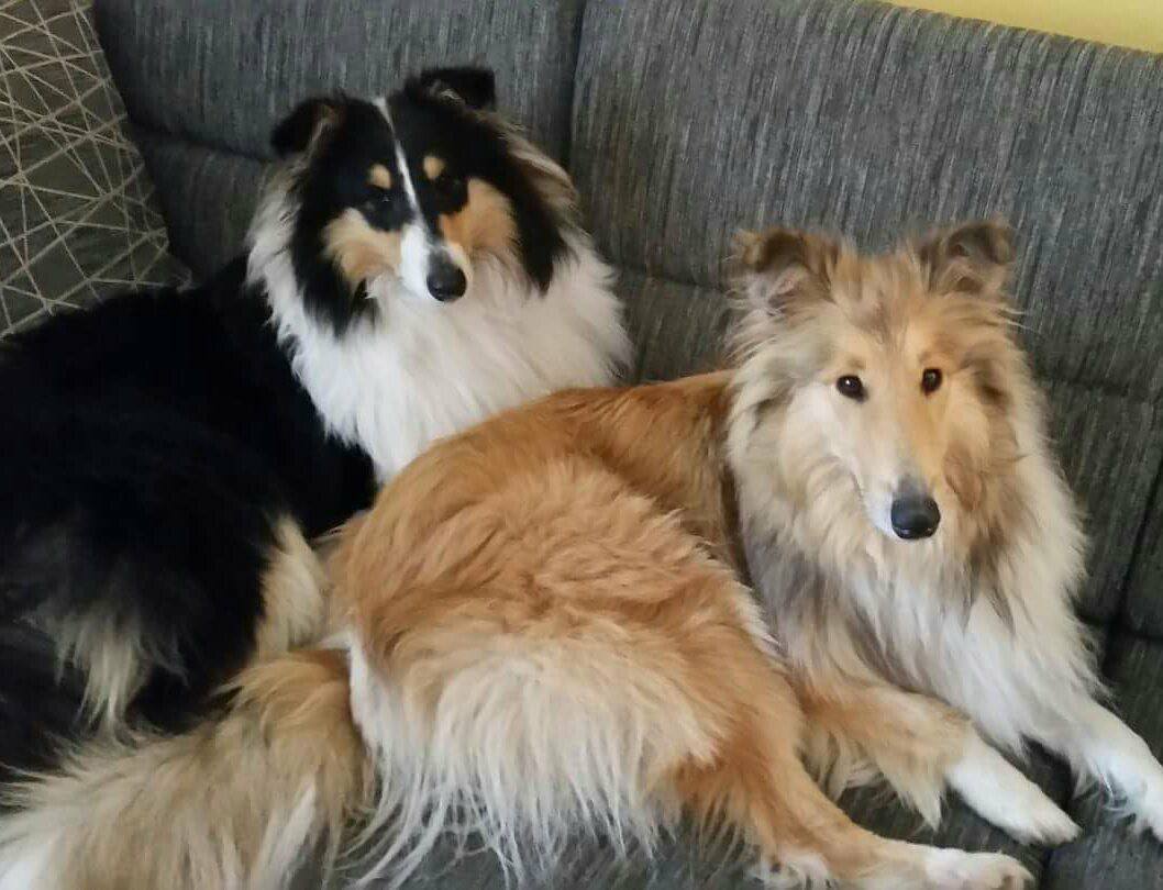 Cani avvelenati per due volte in pochi mesi in giardino a Colazza