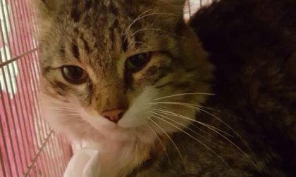 Gattino trovatello all'ospedale di Novara: di chi è?