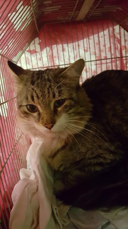 Gattino trovatello all’ospedale di Novara: di chi è?