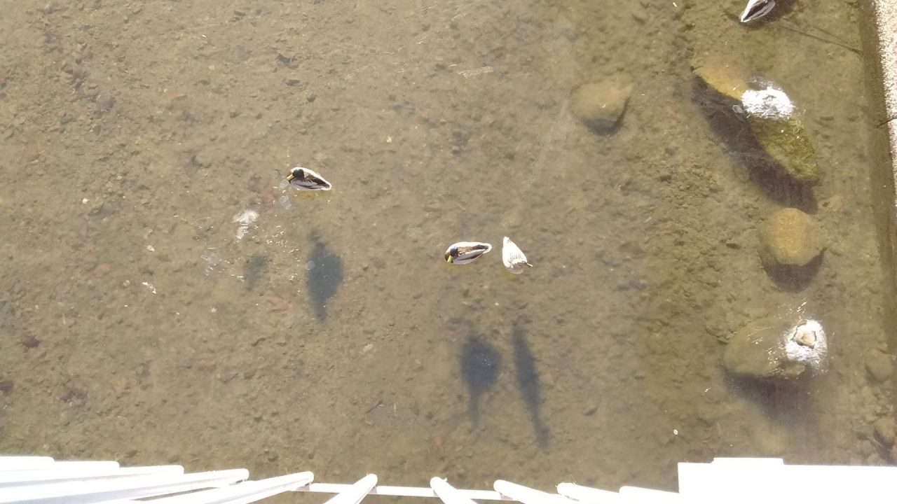 Papere a passeggio sul ghiaccio dell’Agogna