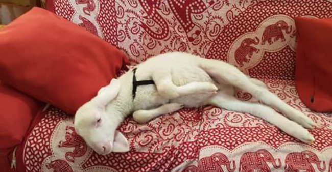 Adozioni del cuore: agnellino che si crede cane cerca casa