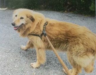 Nessuna traccia di Nadia, il cane smarrito a Massino Visconti