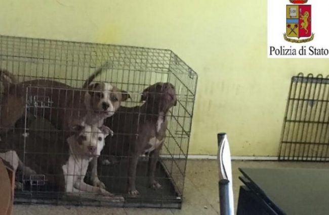 Cani legati o in gabbia in casa: denunciata proprietaria
