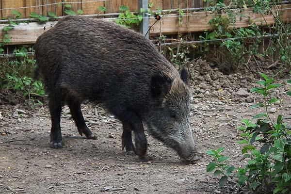 Cacciatore aggredito da un cinghiale: è grave a Novara