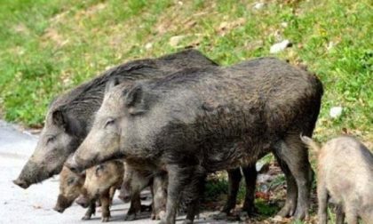 Agricoltori in piazza giovedì contro l'invasione dei cinghiali