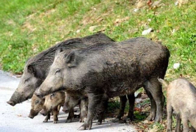 Emergenza cinghiali: Coldiretti Novara-Vco presenta al Prefetto di Verbania la mobilitazione