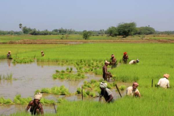 Coldiretti: «Stop alle importazioni del riso dei Rohingya»