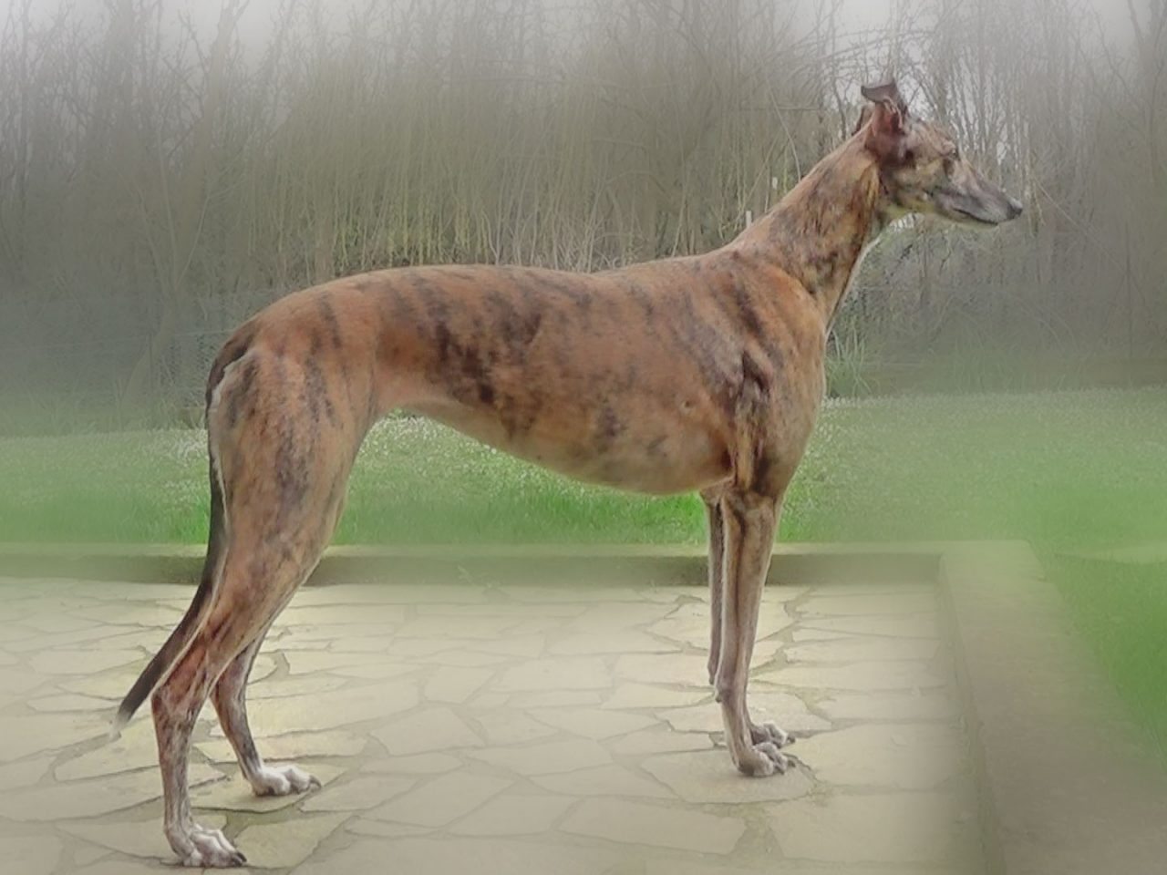 Esposizione canina al via la 4ª edizione del trofeo Lions Host
