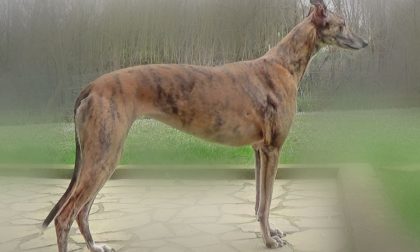 Esposizione canina al via la 4ª edizione del trofeo Lions Host