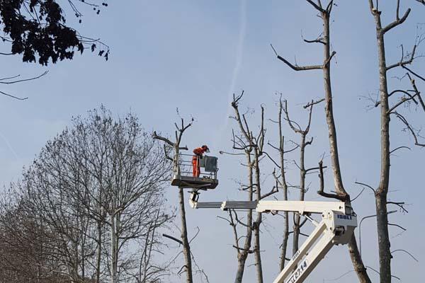 Manutenzione degli alberi a Novara, continuano gli interventi