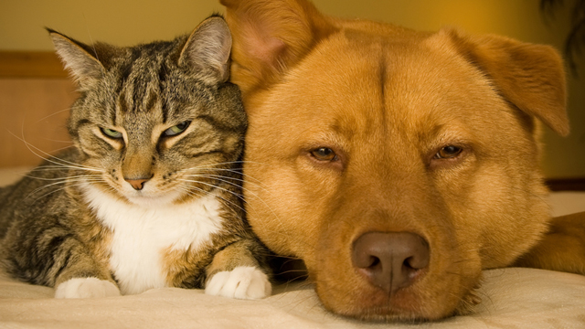“Il Natale è per tutti”: la raccolta per i cani e i gatti di Borgomanero e Omegna alla 10ª edizione