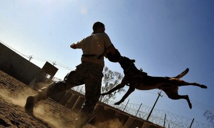 Anziana morsa dal suo cane portata ospedale