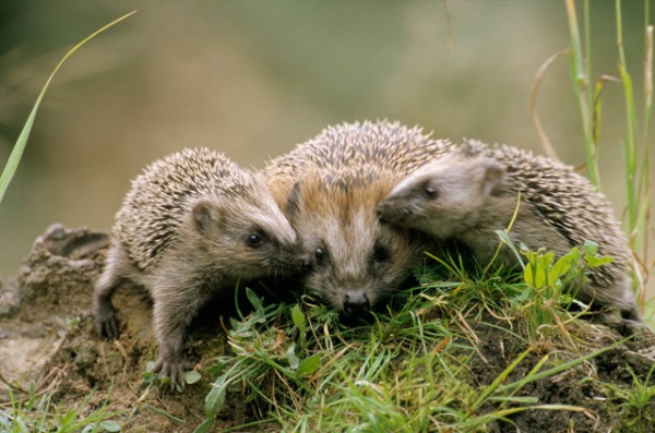 Emergenza ricci al Miletta: “Dobbiamo raccogliere 7mila euro”