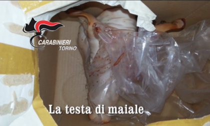 Testa di maiale davanti a una villa