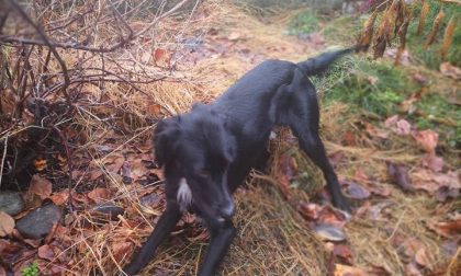 Cane smarrito a Borgomanero: tornato a casa!