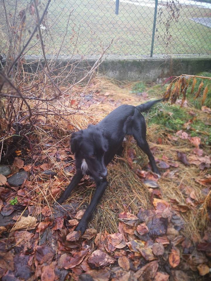 Cane smarrito a Borgomanero: tornato a casa!