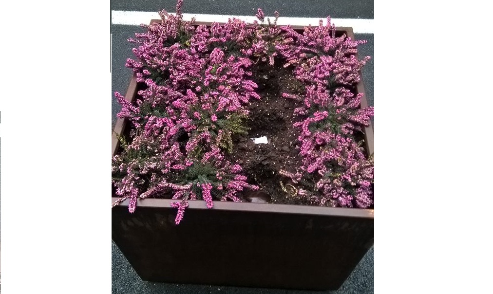 Rubate tre piantine ad Arona, sindaco: “E’ avvilente”