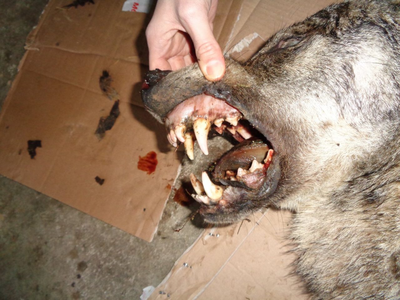 Lupo investito sulla SS 142 a Piano Rosa