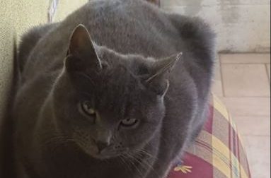 Cercasi Paciu: chi ha visto questo gatto contatti il proprietario