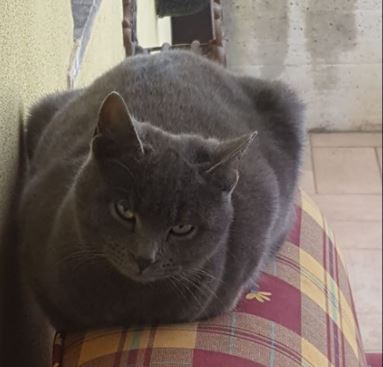 Cercasi Paciu: chi ha visto questo gatto contatti il proprietario