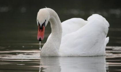 Cigno attraversa la rotonda: lo salvano gli agenti della polizia locale