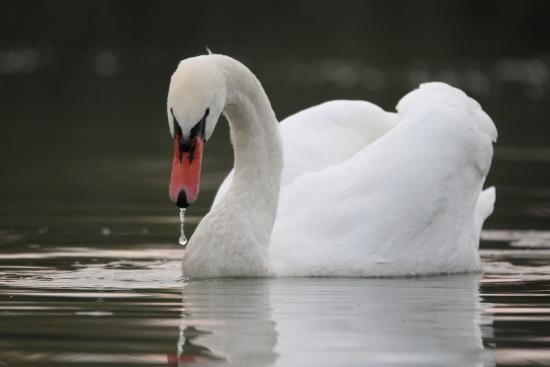 Cigno attraversa la rotonda: lo salvano gli agenti della polizia locale