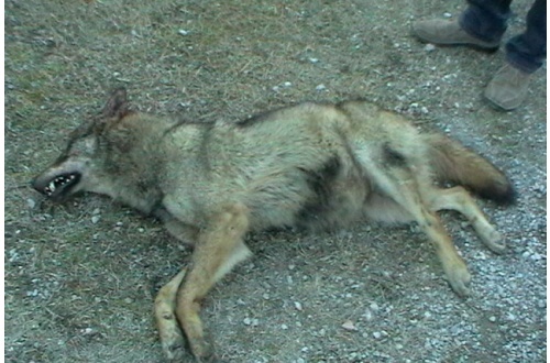 Lupa uccisa a fucilate: il comune di Ornavasso mette una taglia