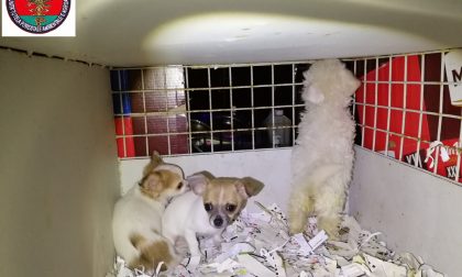 Riforniva illegalmente i negozi di animali: fermato al casello