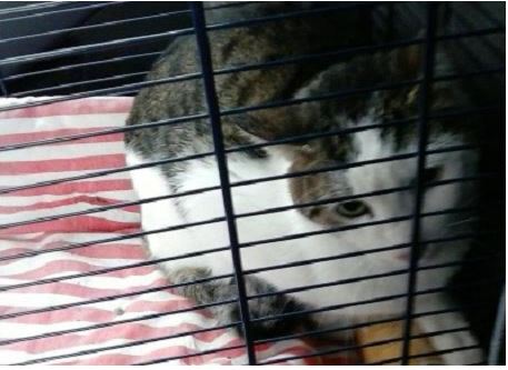 Gatto viveva nell’immondizia: ora cerca una nuova famiglia