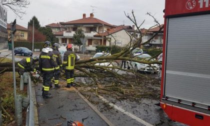 Albero cade sulla circonvallazione