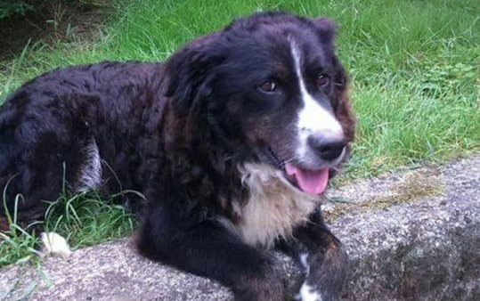 Cane disperso attenzione tra Gattico e Veruno