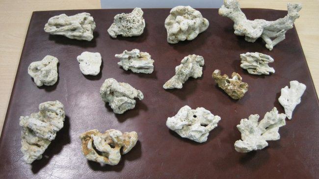 Coralli proibiti rischia 15.000 euro di multa