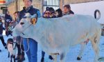 E’ la festa di Sant’Antonio Abate, il protettore degli animali