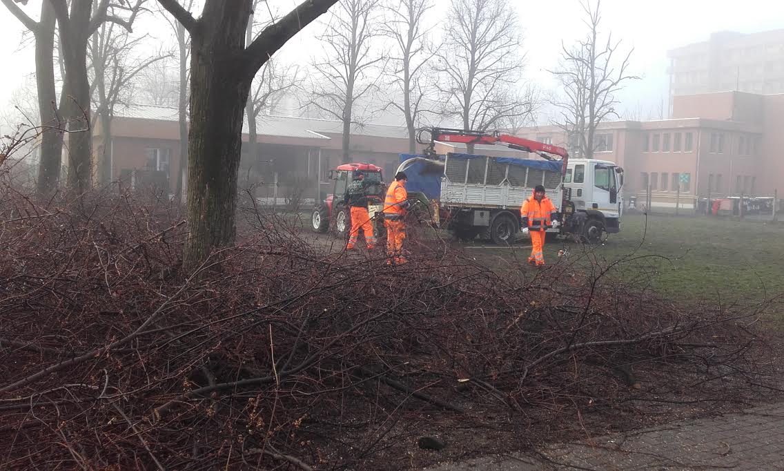 Alberi in città: proseguono le potature