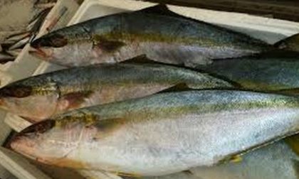 Pesce con mercurio tre lotti ritirati