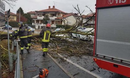 Pianta cade in strada a Borgomanero