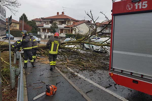 Pianta cade in strada a Borgomanero