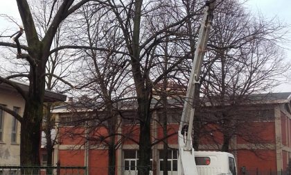Sicurezza scuole si potano gli alberi