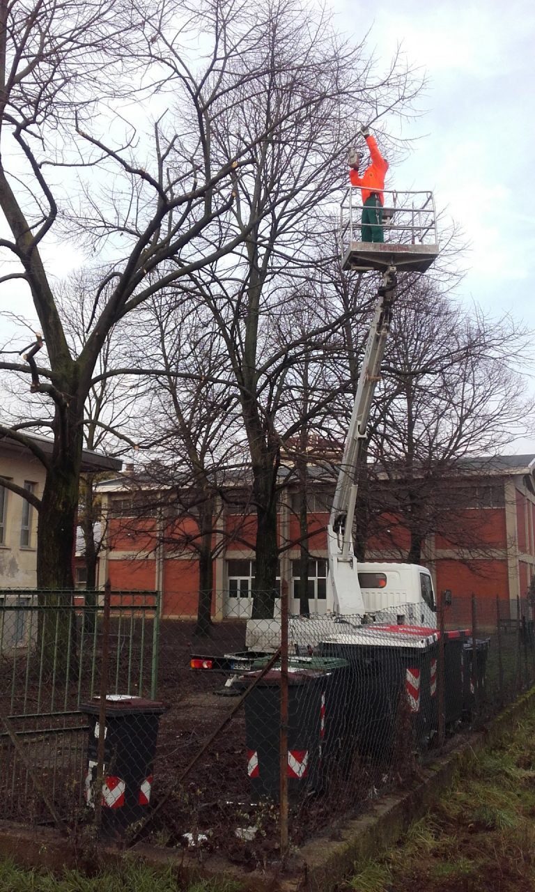 Sicurezza scuole si potano gli alberi