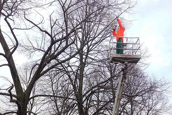 Ricominciano i lavori di potatura a Novara