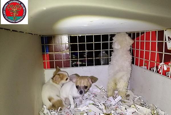 Trasporta cuccioli illegalmente: 50enne fermato e multato dai Carabinieri Forestale