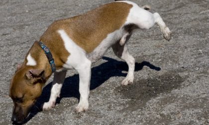 Bottiglietta obbligatoria per pulire la pipì del cane