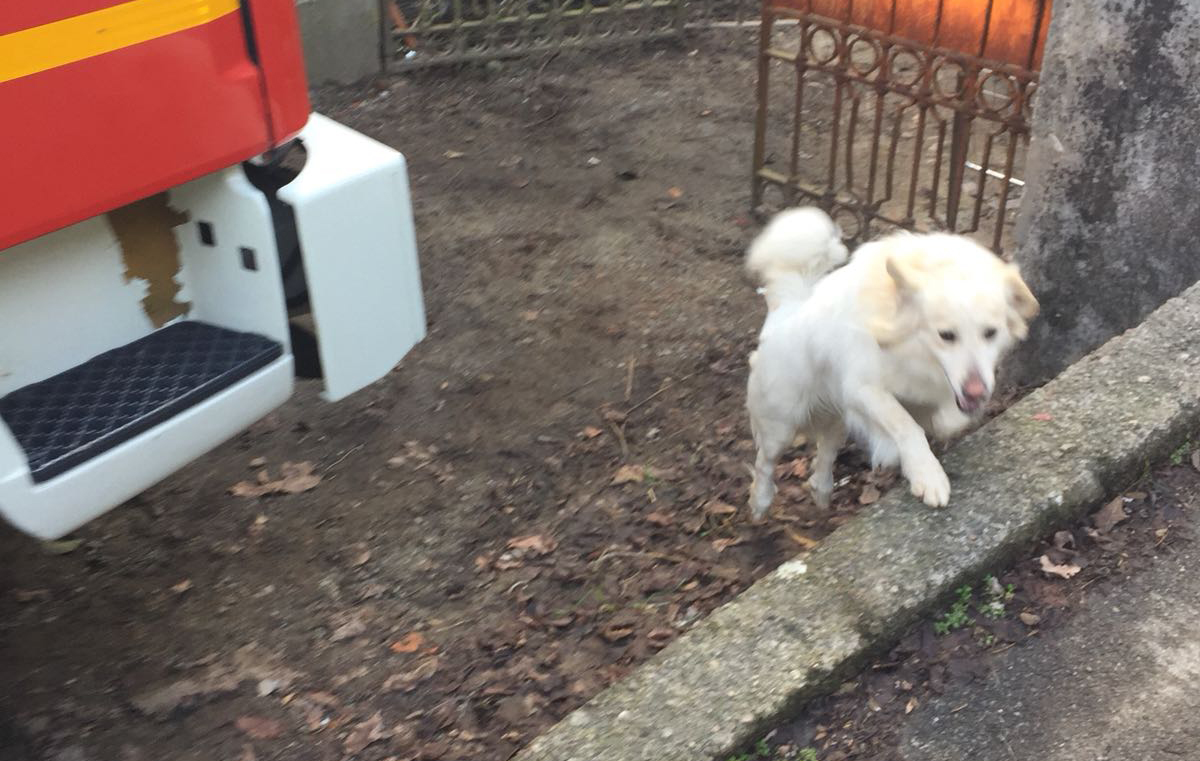 Cane caduto in uno scantinato è stato salvato