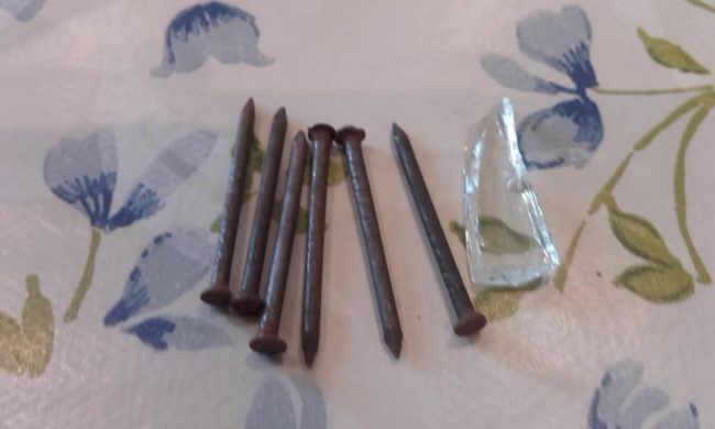 Avvelenano cane con chiodi e pezzi di vetro e lo legano a un palo