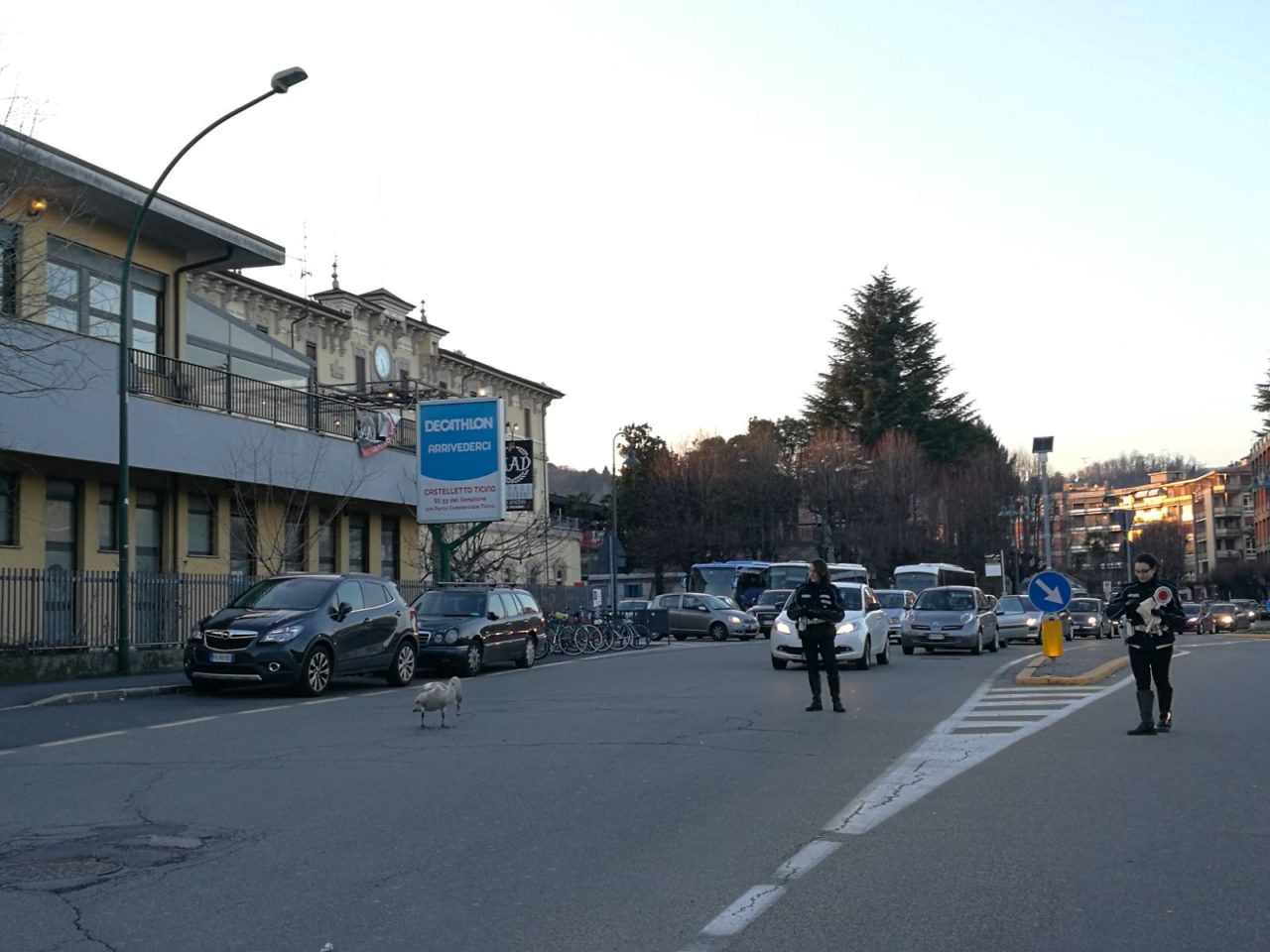 Arona attenzione.. attraversamento cigni!