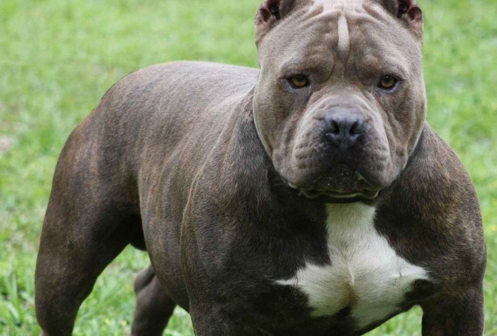 Arona pitbull azzanna 3 persone: eroe li salva