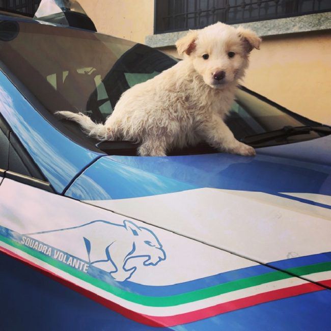 Sette cuccioli chiusi in due trolley: salvati dalla Polizia