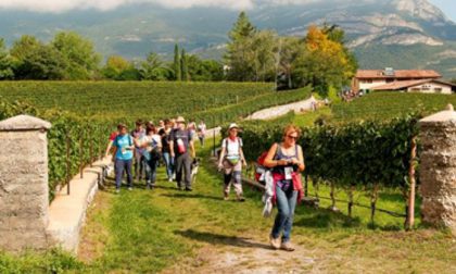 Enoturismo settore in crescita tra Novara e Vco
